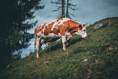 Cow standing in a field