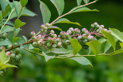 Close-up of berries growing on plant