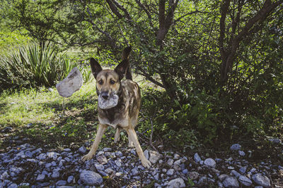 Portrait of dog standing on land