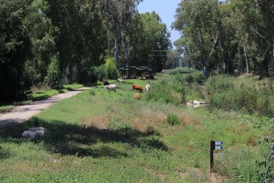 View of horse cart on field