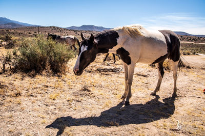 Spotted appaloosa wild horse in herd in nevada desert