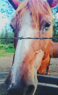 Close-up of horse in field