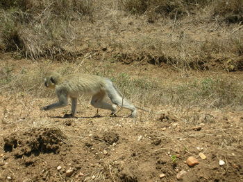 Side view of giraffe on field