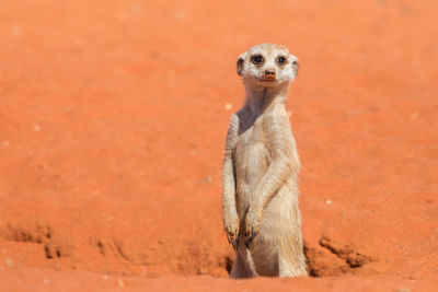 Close-up of meerkat outdoors