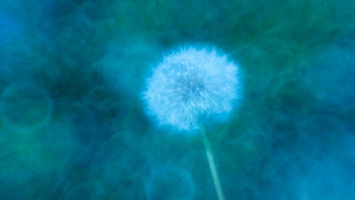 High angle view of dandelion on blue sea