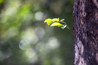 Close-up of green leaf on tree trunk