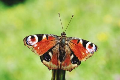 Close-up of butterfly on leaf