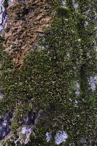 High angle view of trees growing on rock