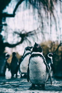 Close-up of penguins on rock at zoo