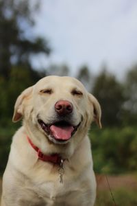 Close-up portrait of a dog