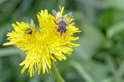 Close-up of bee pollinating on yellow flower