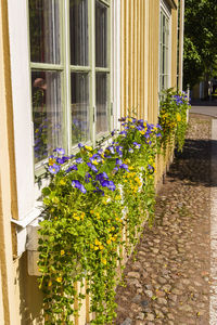 Flowers growing on window of building