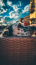 Low angle view of a beautiful dog 