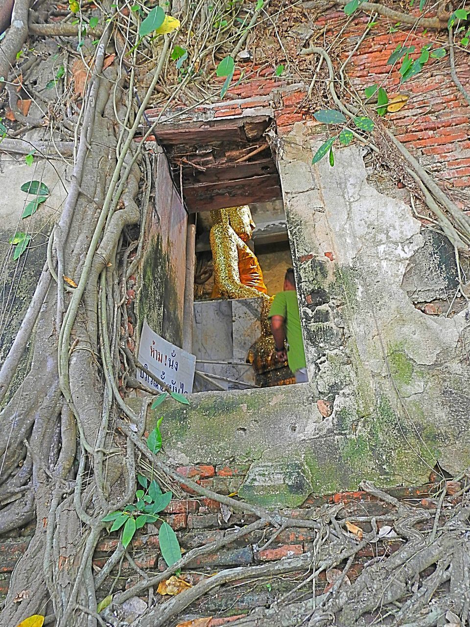 HIGH ANGLE VIEW OF BROKEN TREE AND BUILDING