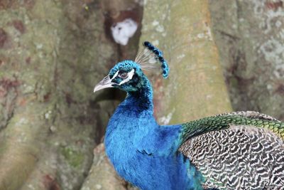 Close-up of peacock