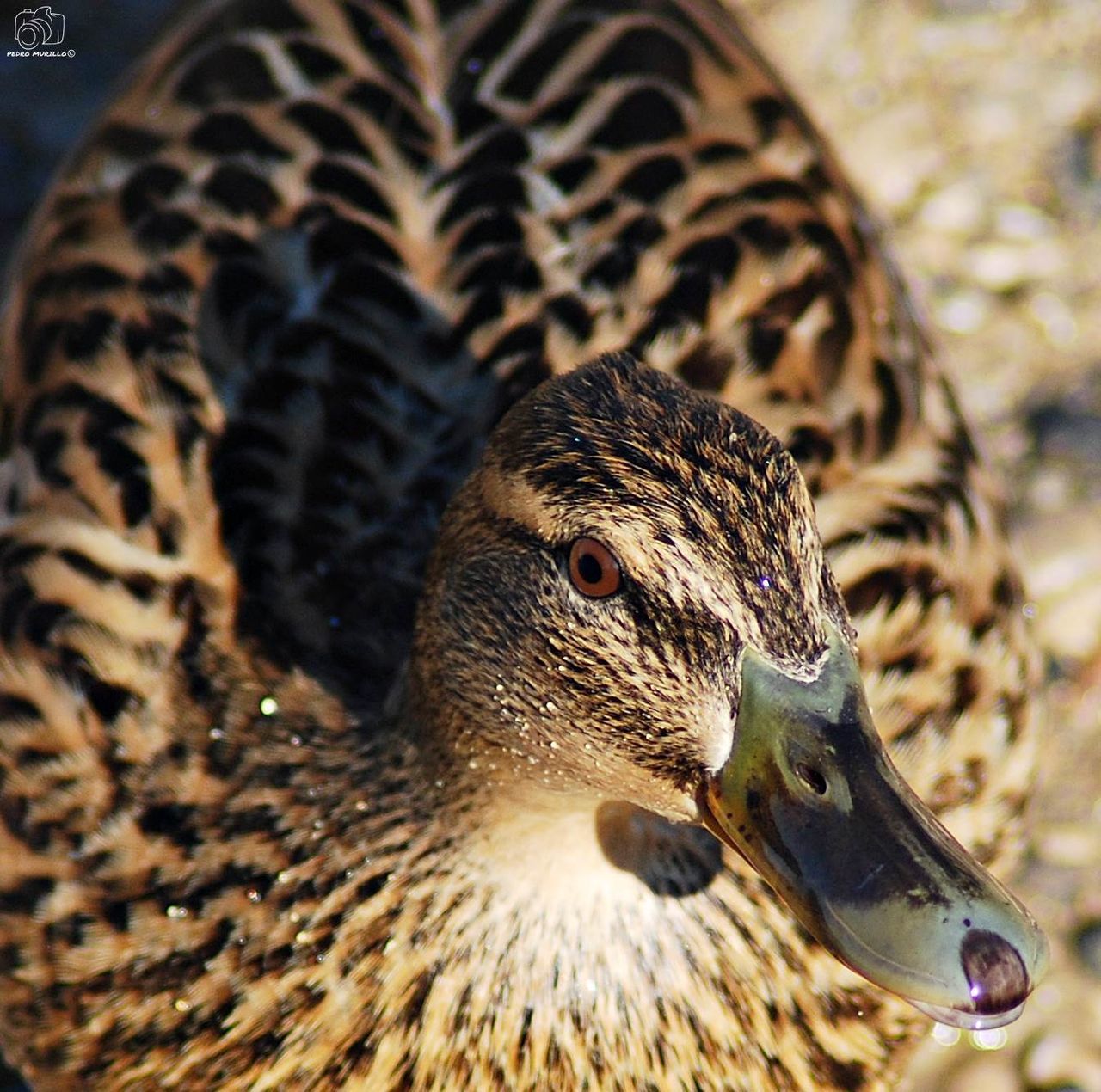 animals in the wild, animal themes, animal wildlife, bird, close-up, one animal, no people, day, beak, outdoors, nature