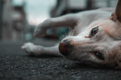 Close-up of a dog resting