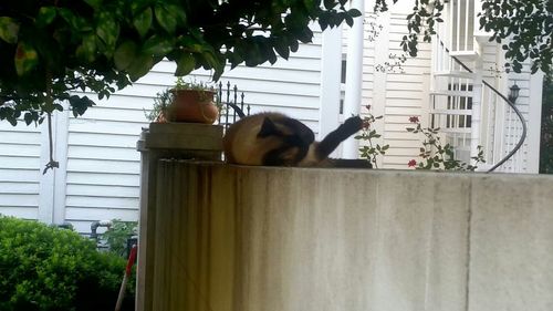 Cat looking away