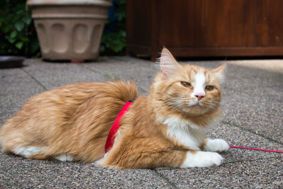 Close-up portrait of a cat