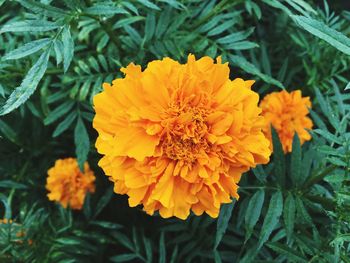 Close-up of marigold blooming in park