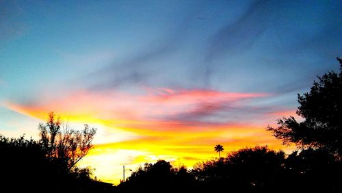 Silhouette of trees at sunset