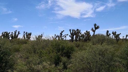 Plants growing on land against sky