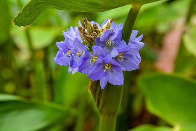 Close-up of purple flowering plant