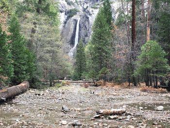 Scenic view of waterfall in forest