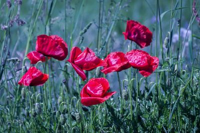 Close-up of red poppy flowers blooming outdoors