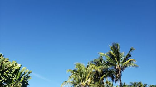 Low angle view of coconut palm tree against clear blue sky