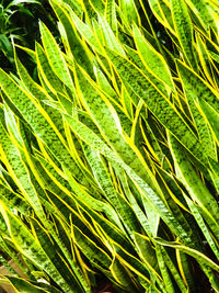 Full frame shot of fresh green plant