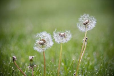 Close-up of dandelion on field