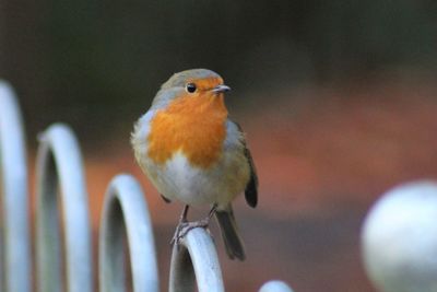 Close-up of bird perching outdoors