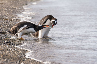 Penguins on shore