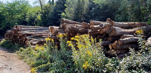 Logs in a forest