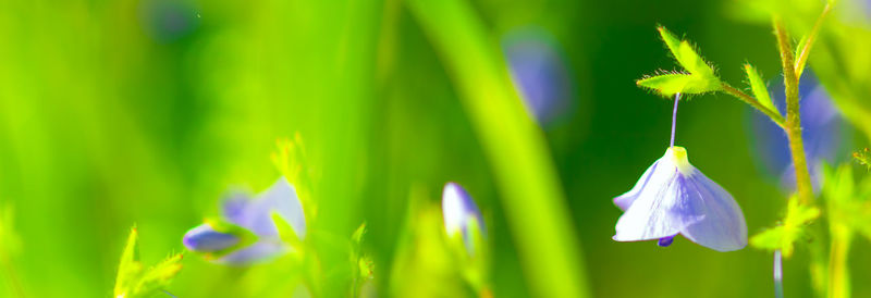 Close-up of purple flowering plant