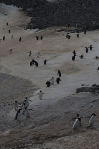 High angle view of birds on beach