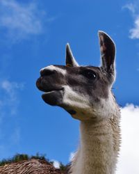 Low angle view of horse against sky