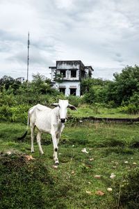 Horse standing in a field