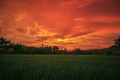 Scenic view of field against sky during sunset