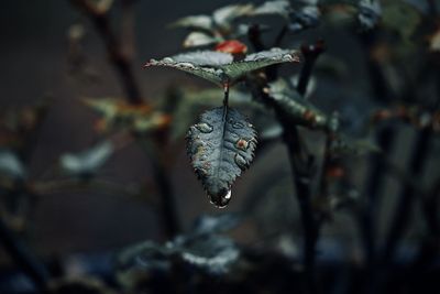 Close-up of wet plant