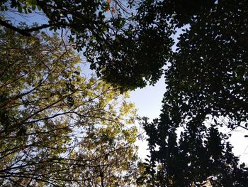 Low angle view of trees against sky