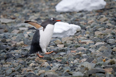 Gentoo penguin wobbles over shingle in sunshine