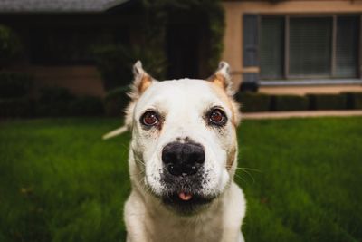 Portrait of dog on field