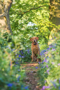 An alert and happy pet fox red labrador retriever dog sitting in a bluebell wood during a dog walk 