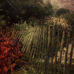 Close-up of plants against trees