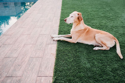 Dog sitting on boardwalk