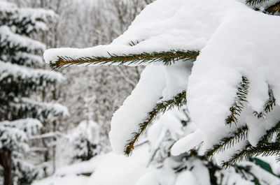 Close-up of snow covered plant on field