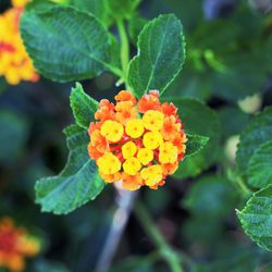 Close-up of marigold blooming outdoors