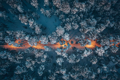 Full frame shot of orange light in the winter forest